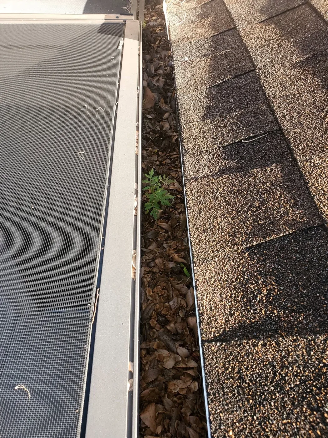 An open gutter by a screen enclosure with leaf litter and a weed sprouting from trapped debris