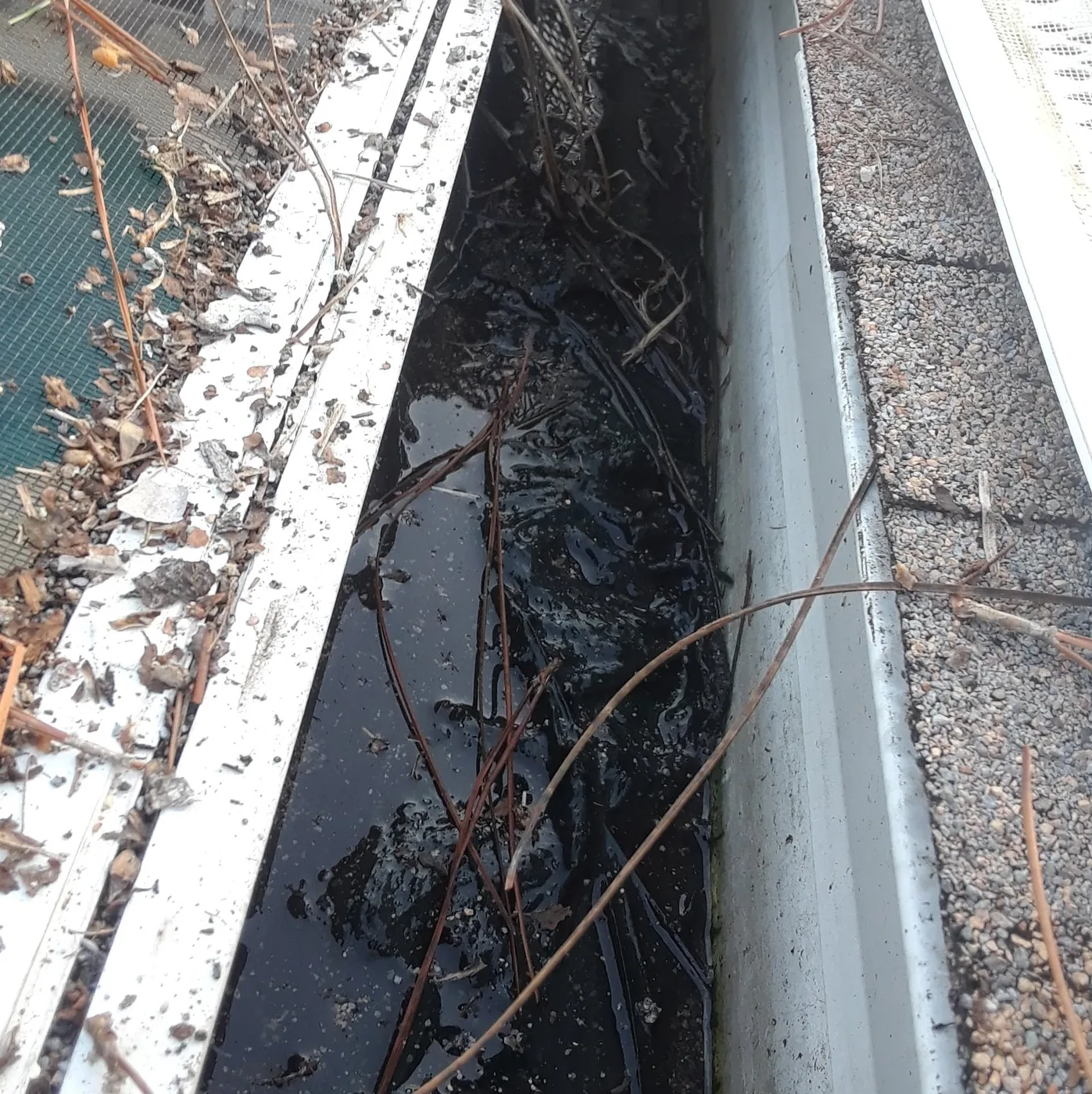 A clogged gutter full of pine needles and debris