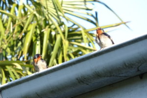 Birds nesting in clogged gutters in Florida